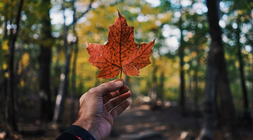 21 Fun & Interesting Facts About Canada That Will Amaze You